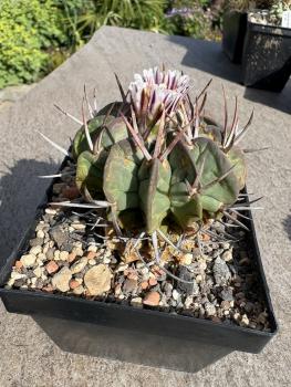 Stenocactus coptonogonus